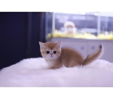 브리티쉬숏헤어 입양합니다