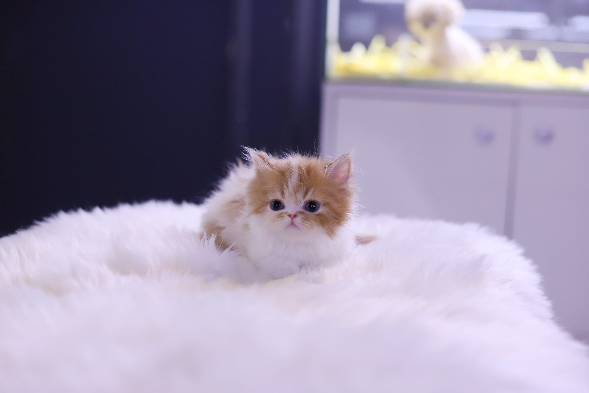 먼치킨 입양합니다