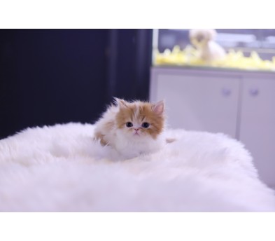 먼치킨 입양합니다