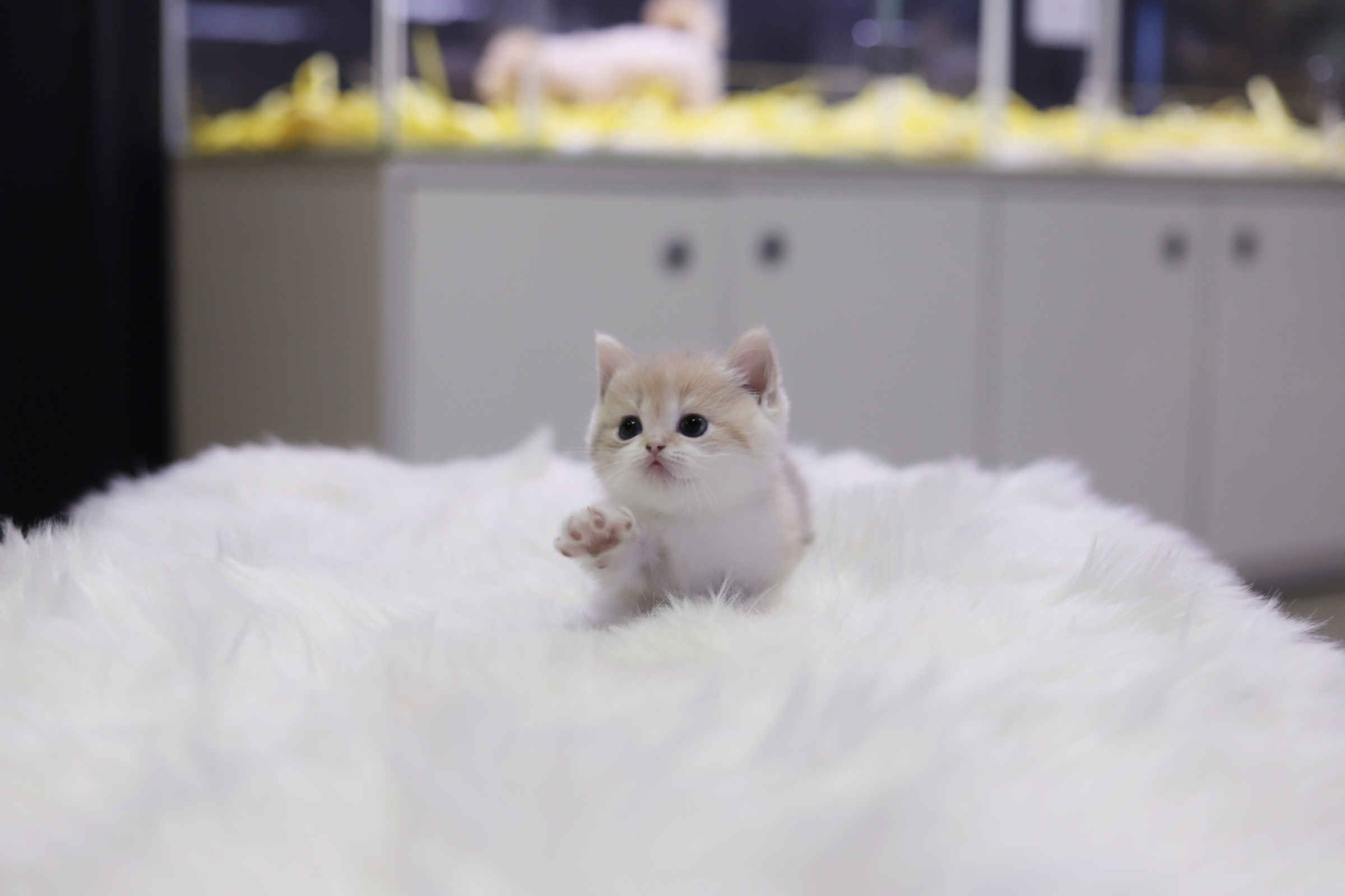 먼치킨 입양합니다