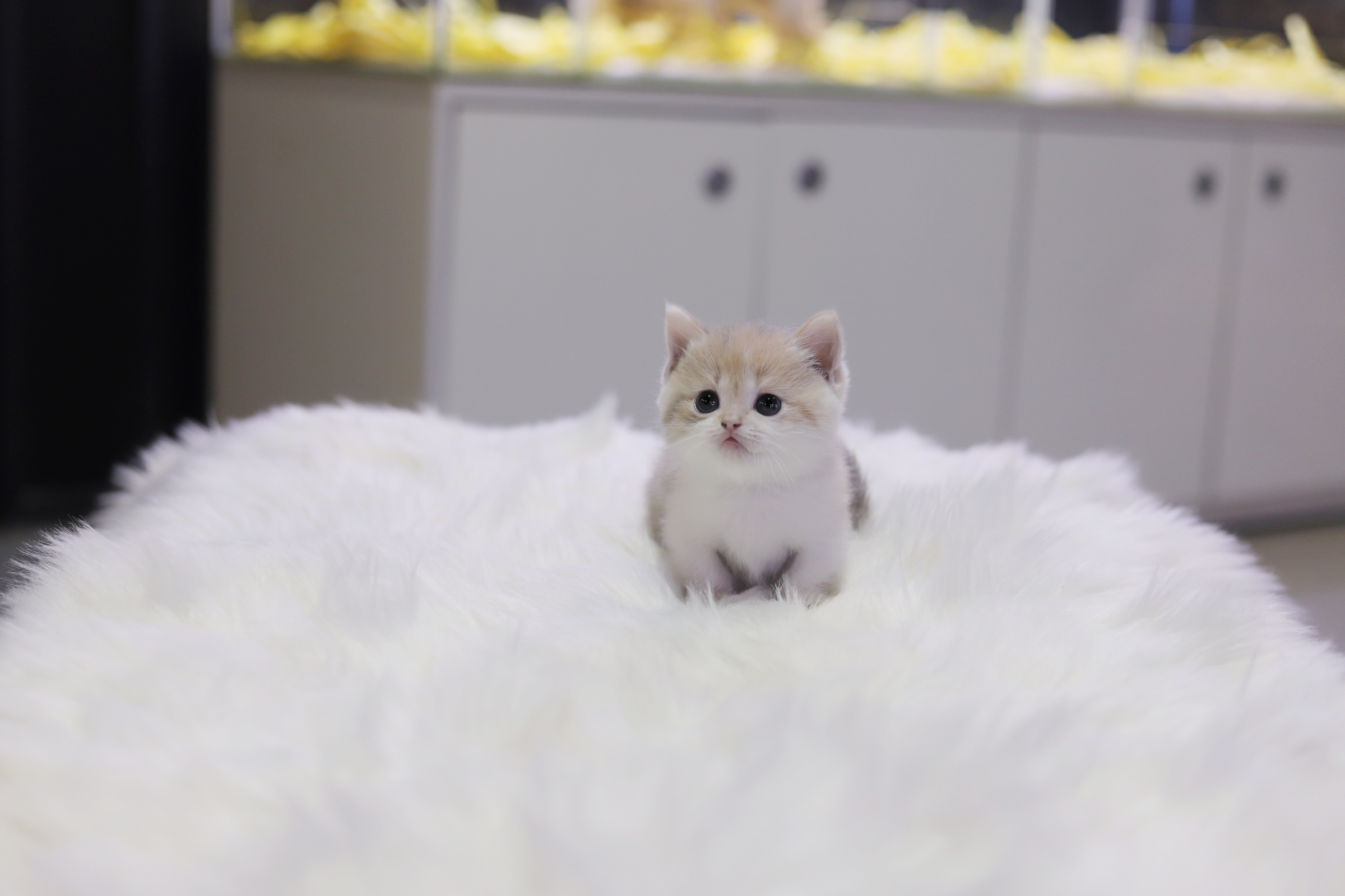 먼치킨 입양합니다