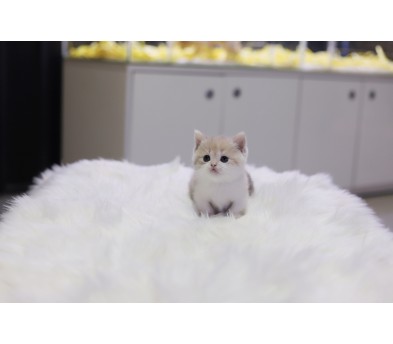 먼치킨 입양합니다