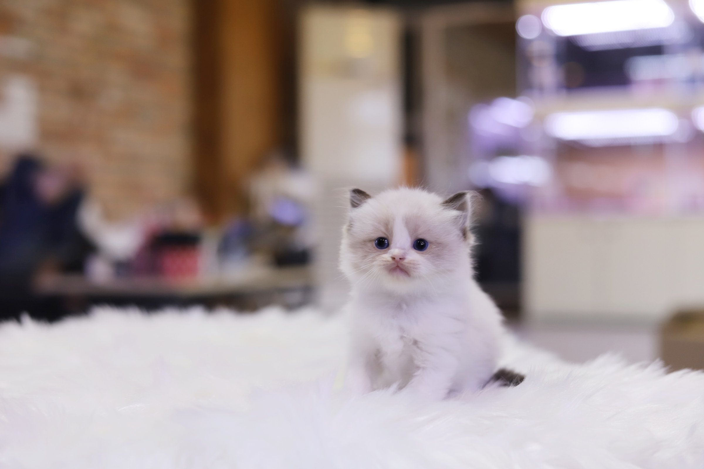 렉돌 입양합니다