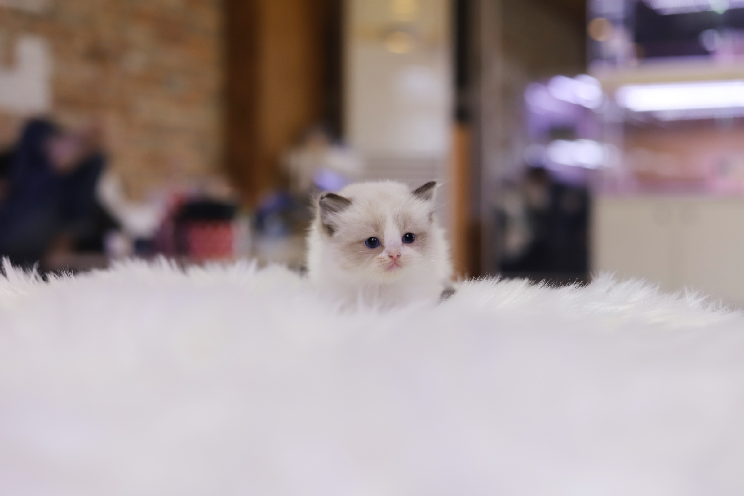 렉돌 입양합니다