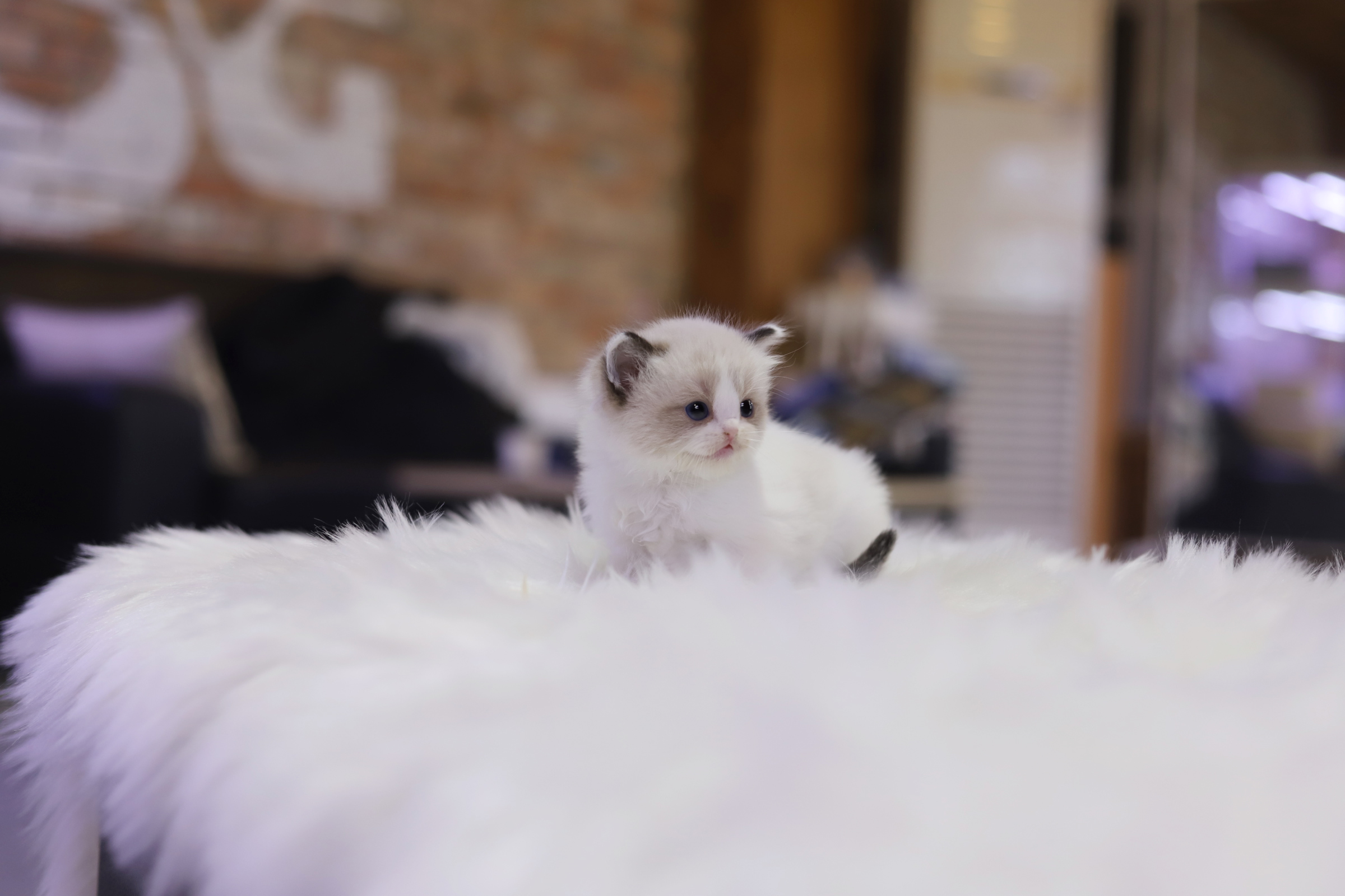 렉돌 입양합니다