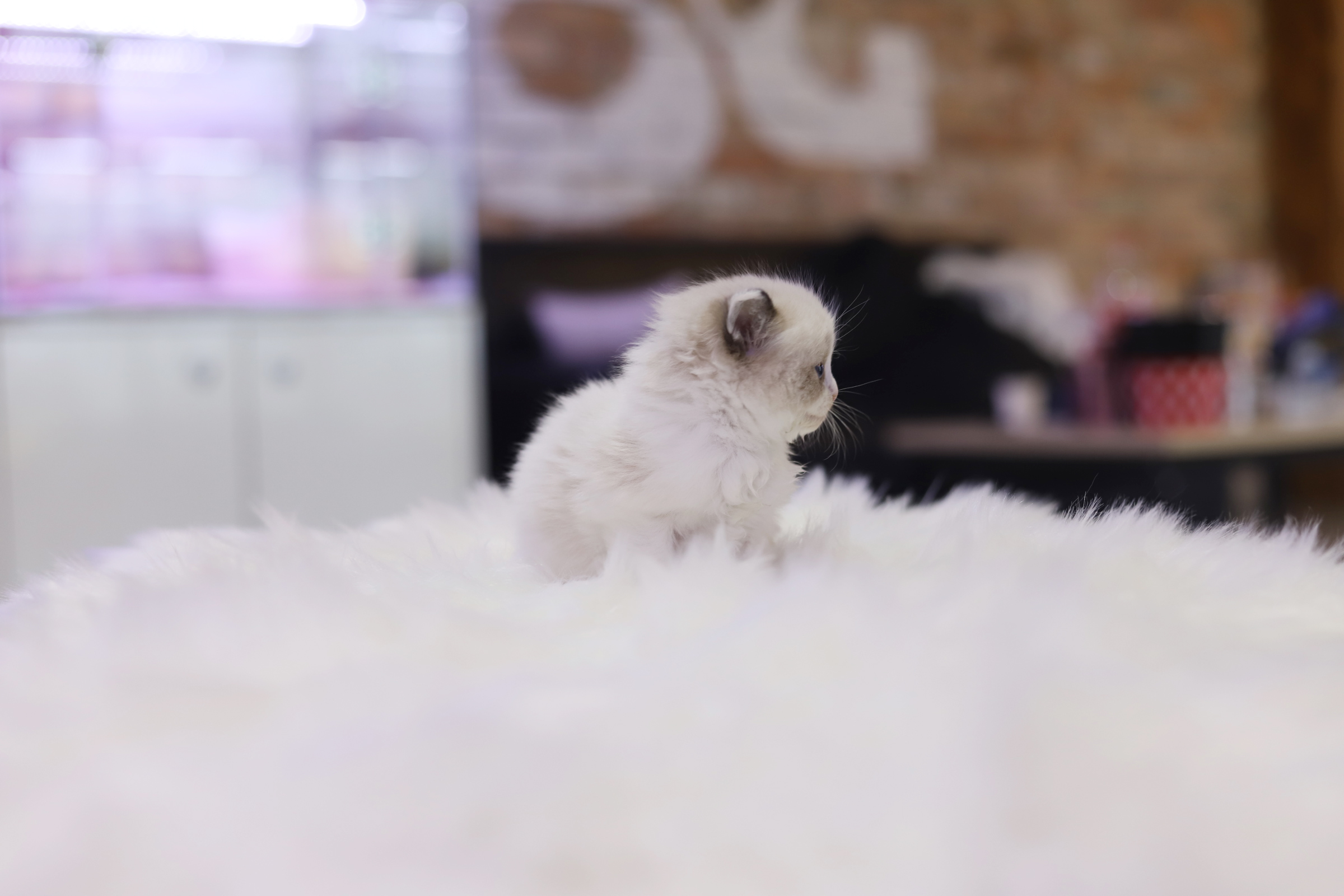 렉돌 입양합니다