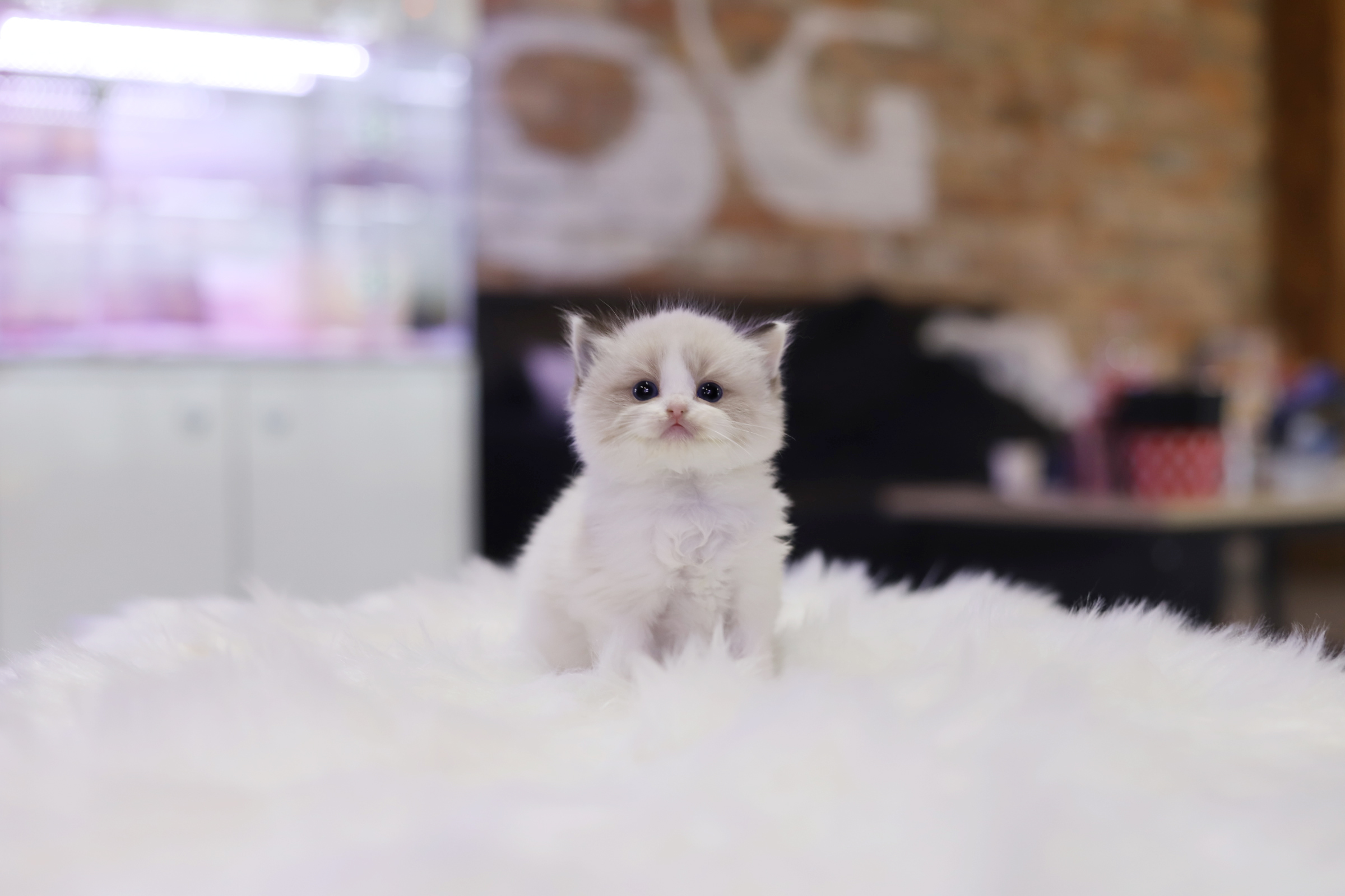 렉돌 입양합니다