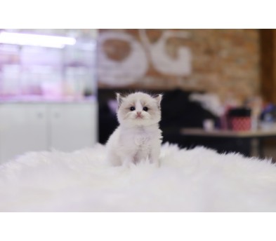 렉돌 입양합니다