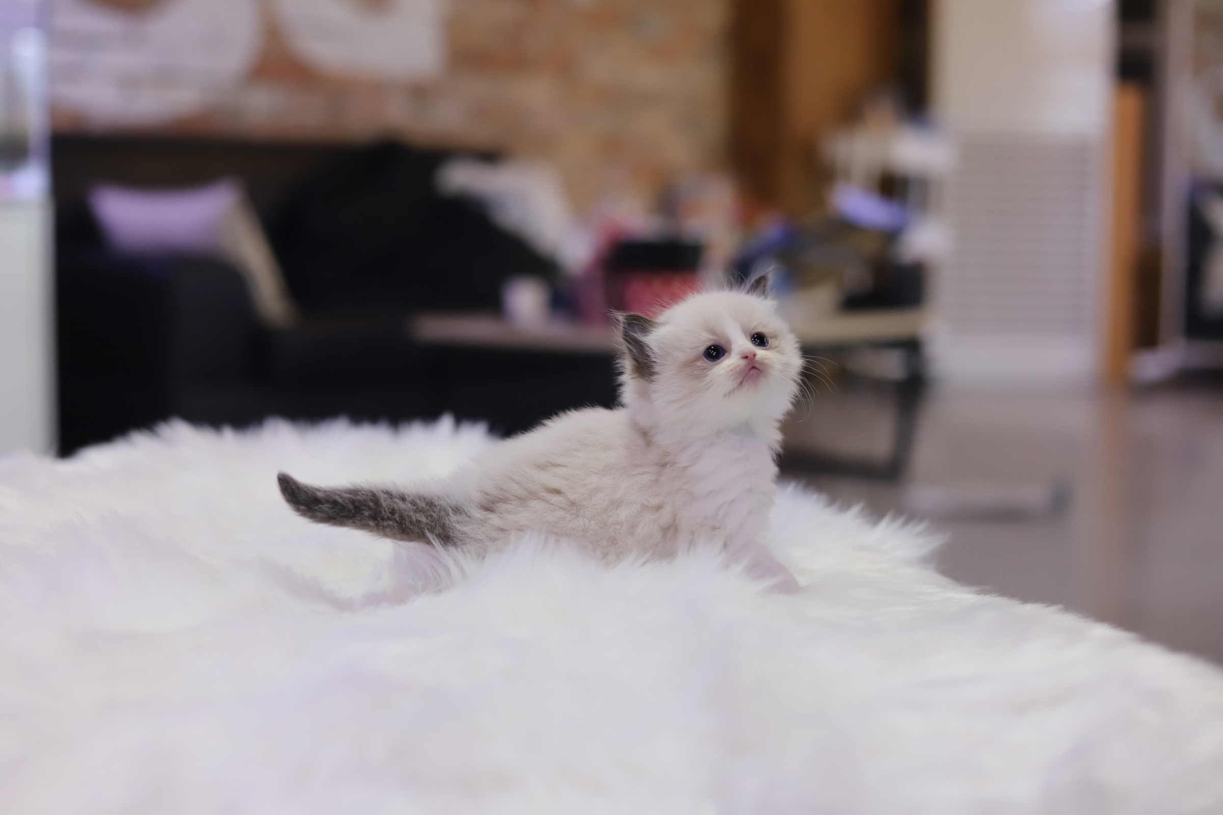 렉돌 입양합니다