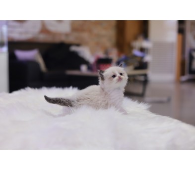 렉돌 입양합니다