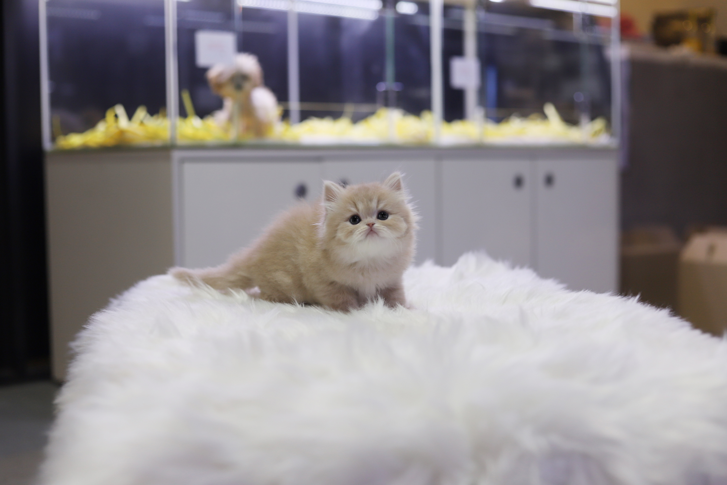 브리티쉬롱헤어 입양합니다