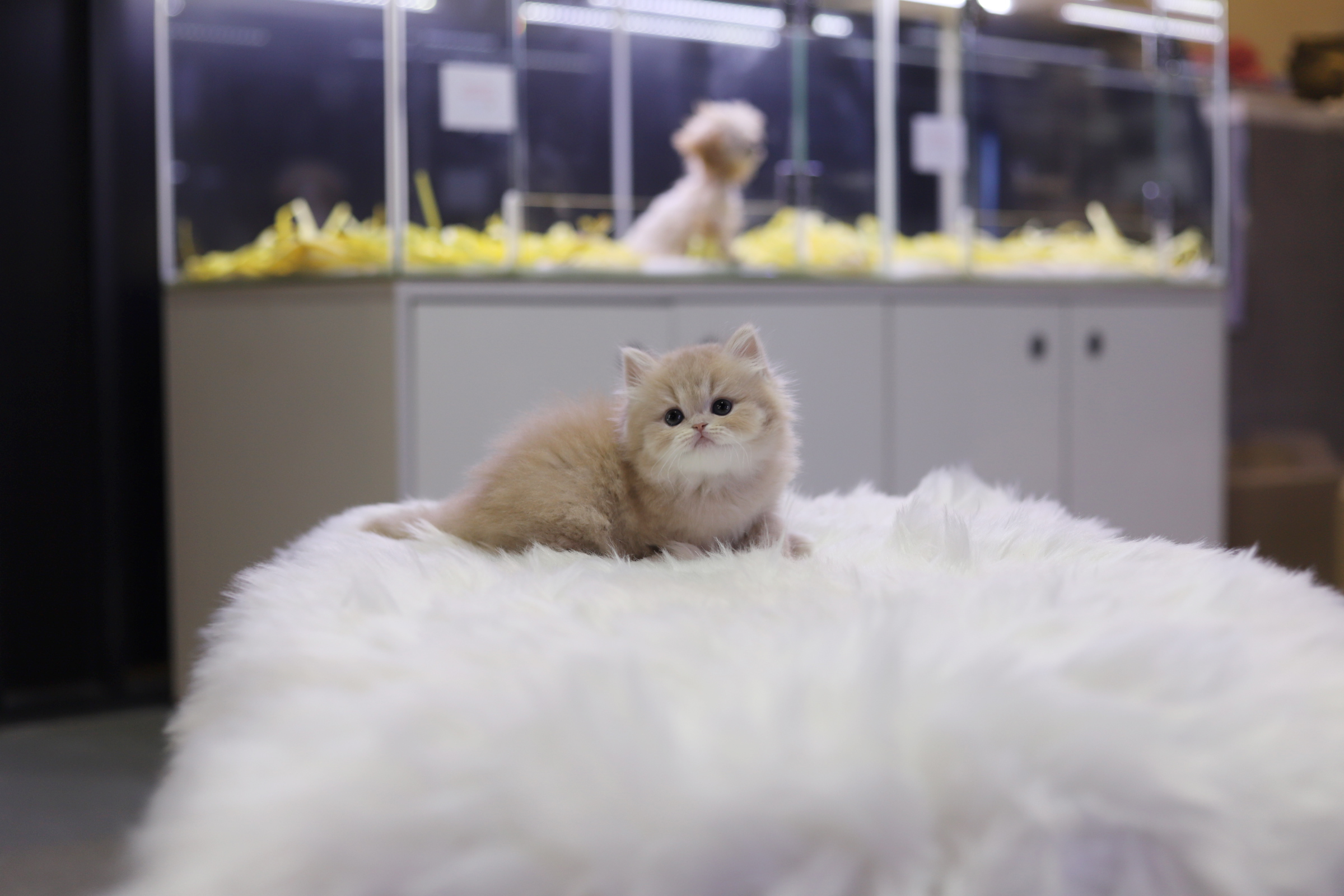 브리티쉬롱헤어 입양합니다