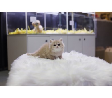 브리티쉬롱헤어 입양합니다