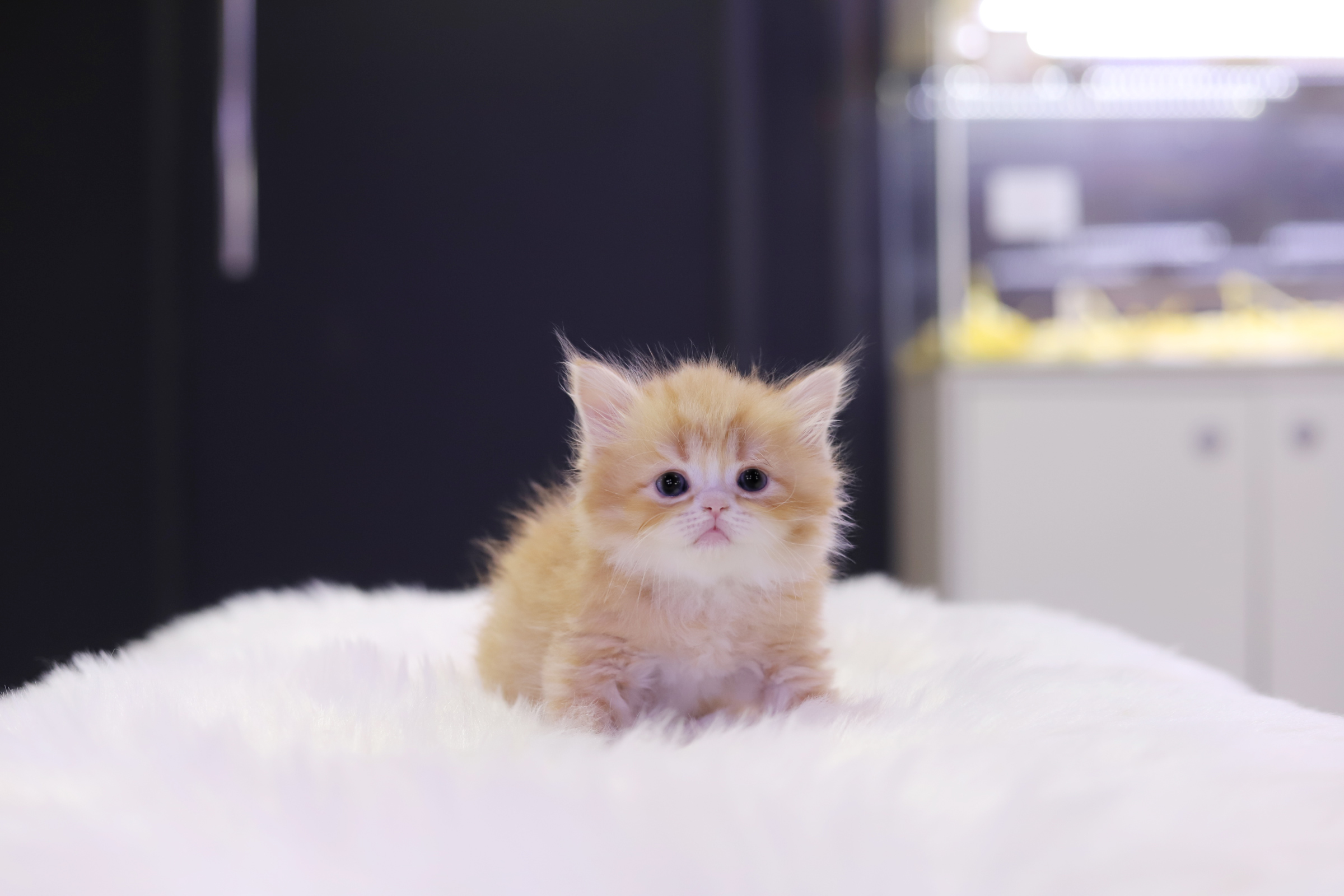 브리티쉬롱헤어 입양합니다