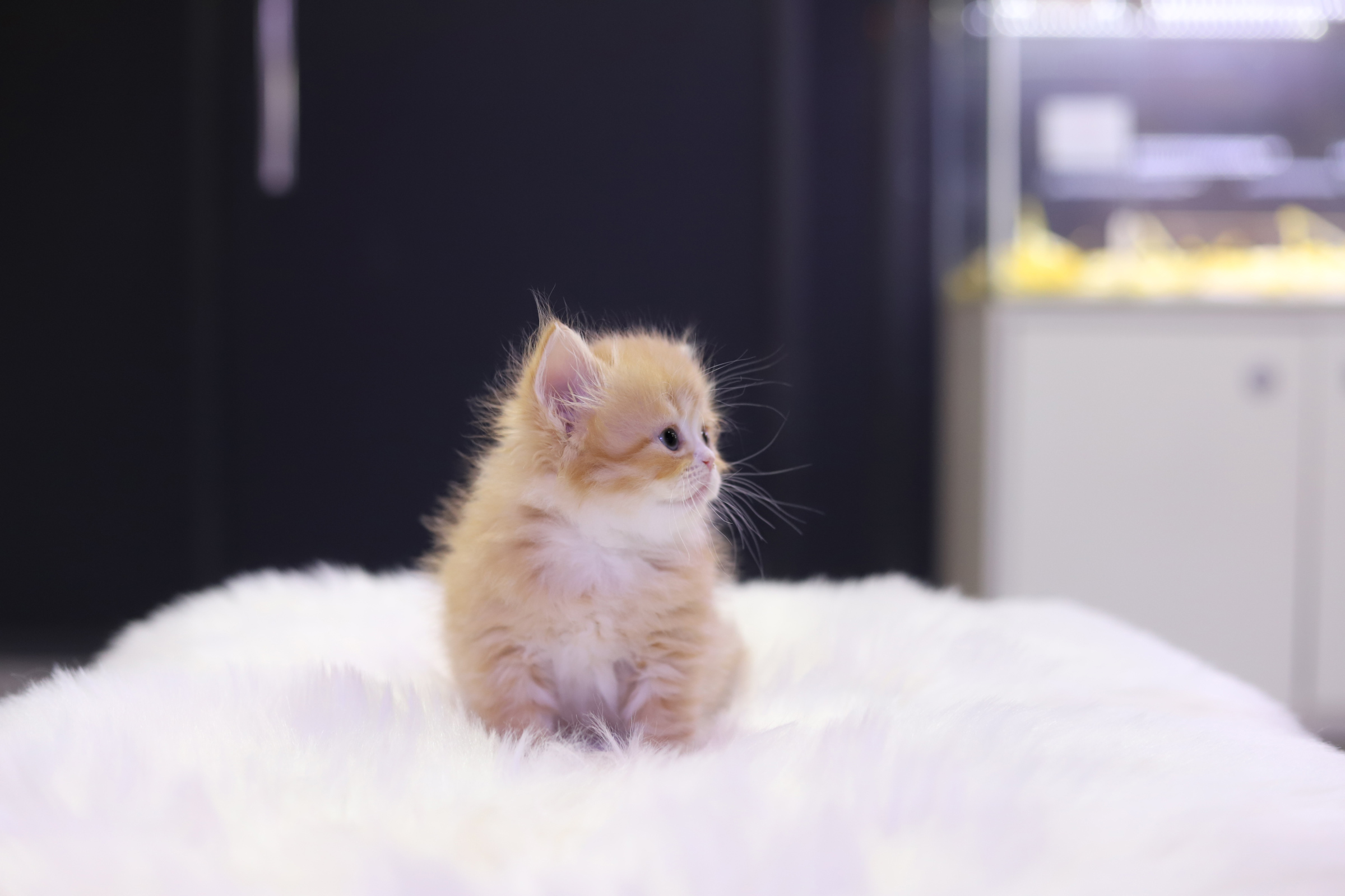 브리티쉬롱헤어 입양합니다