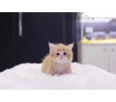 브리티쉬롱헤어 입양합니다