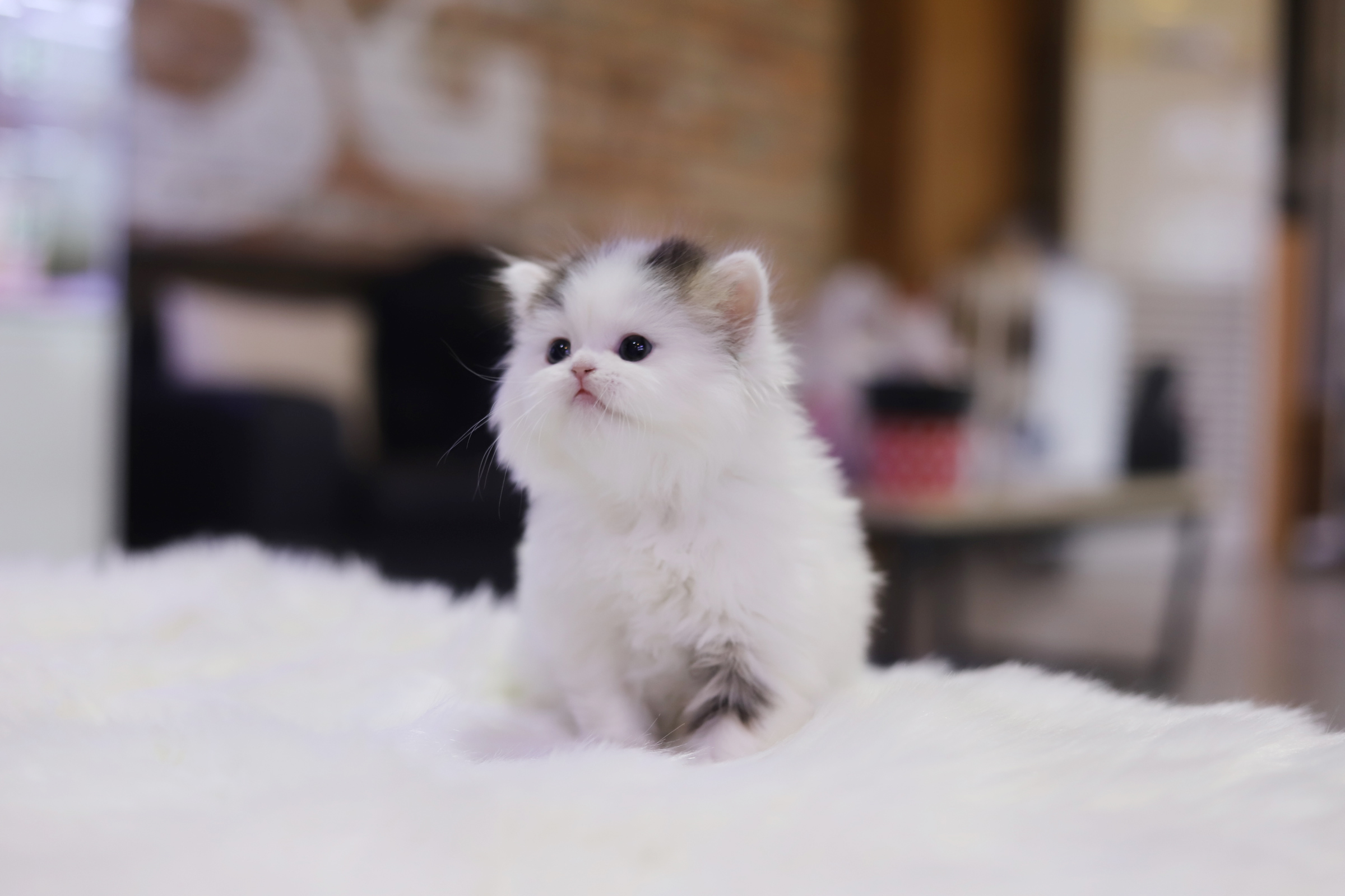 브리티쉬롱헤어 입양합니다