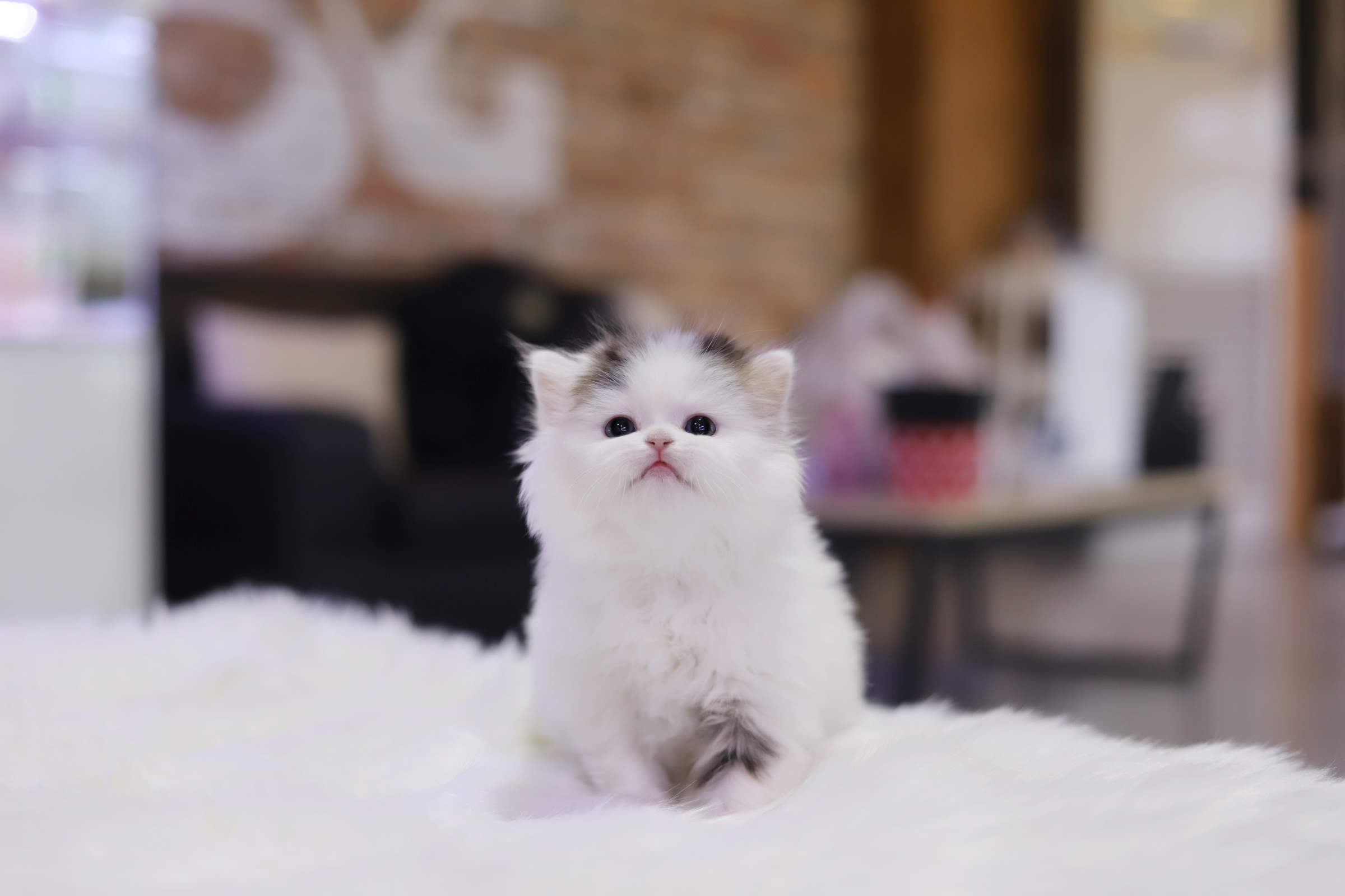 브리티쉬롱헤어 입양합니다