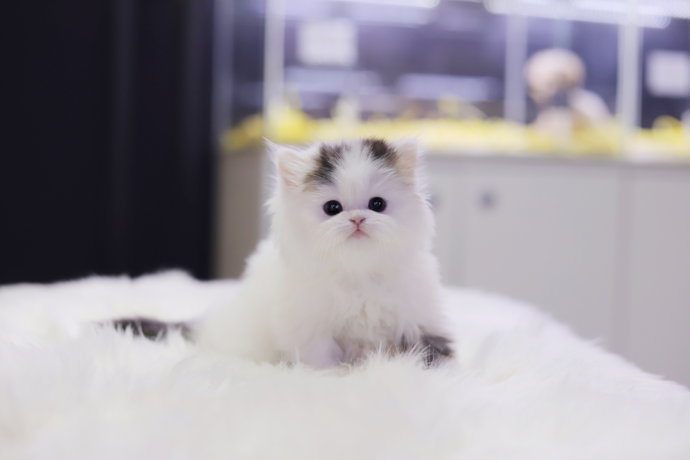 브리티쉬롱헤어 입양합니다