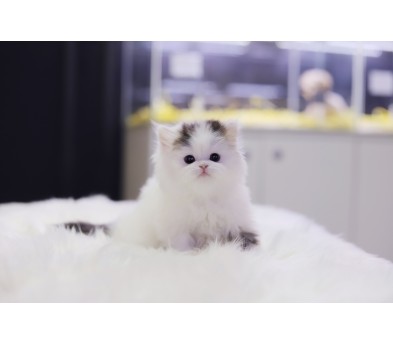 브리티쉬롱헤어 입양합니다