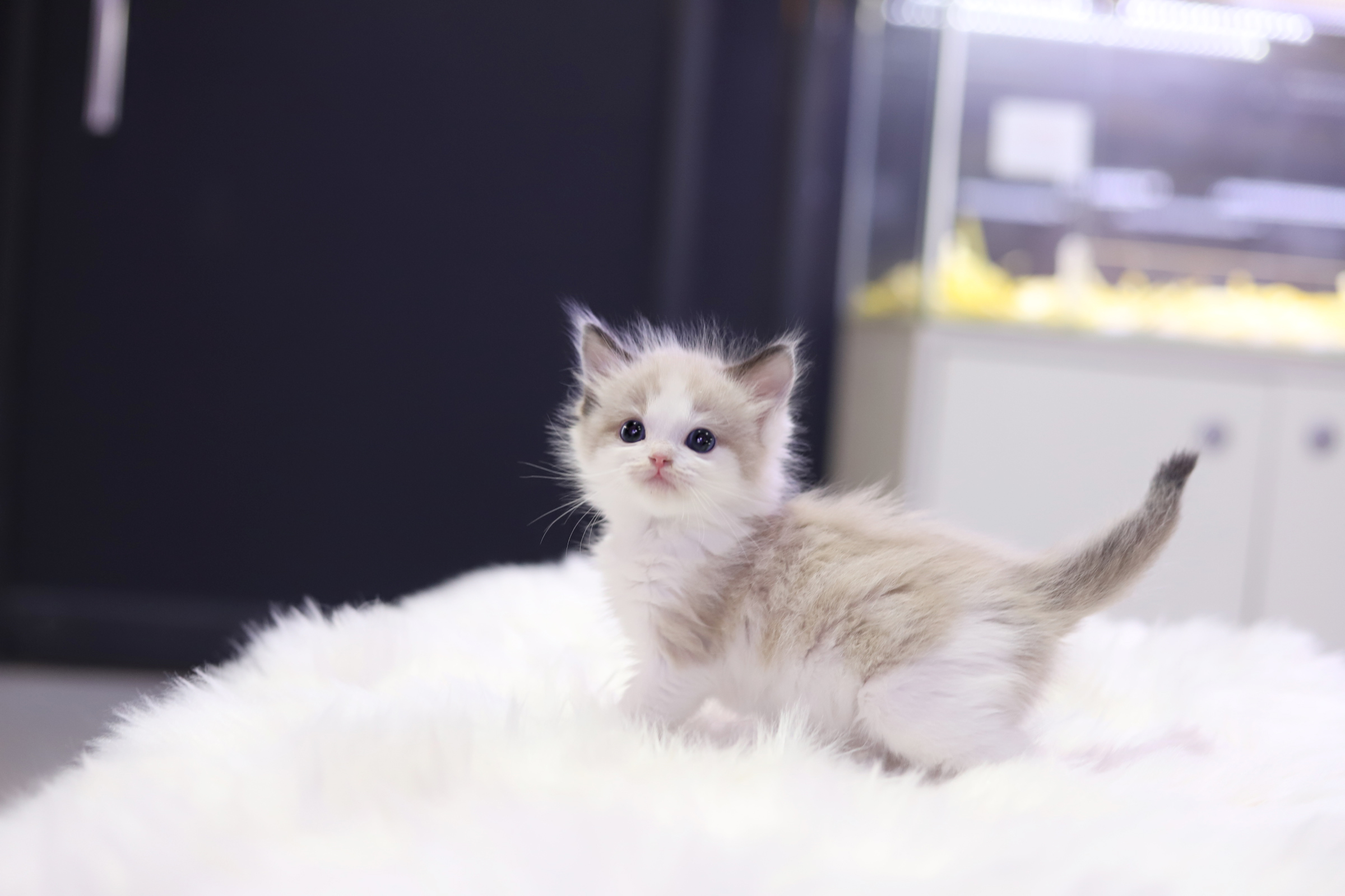 렉돌 입양합니다