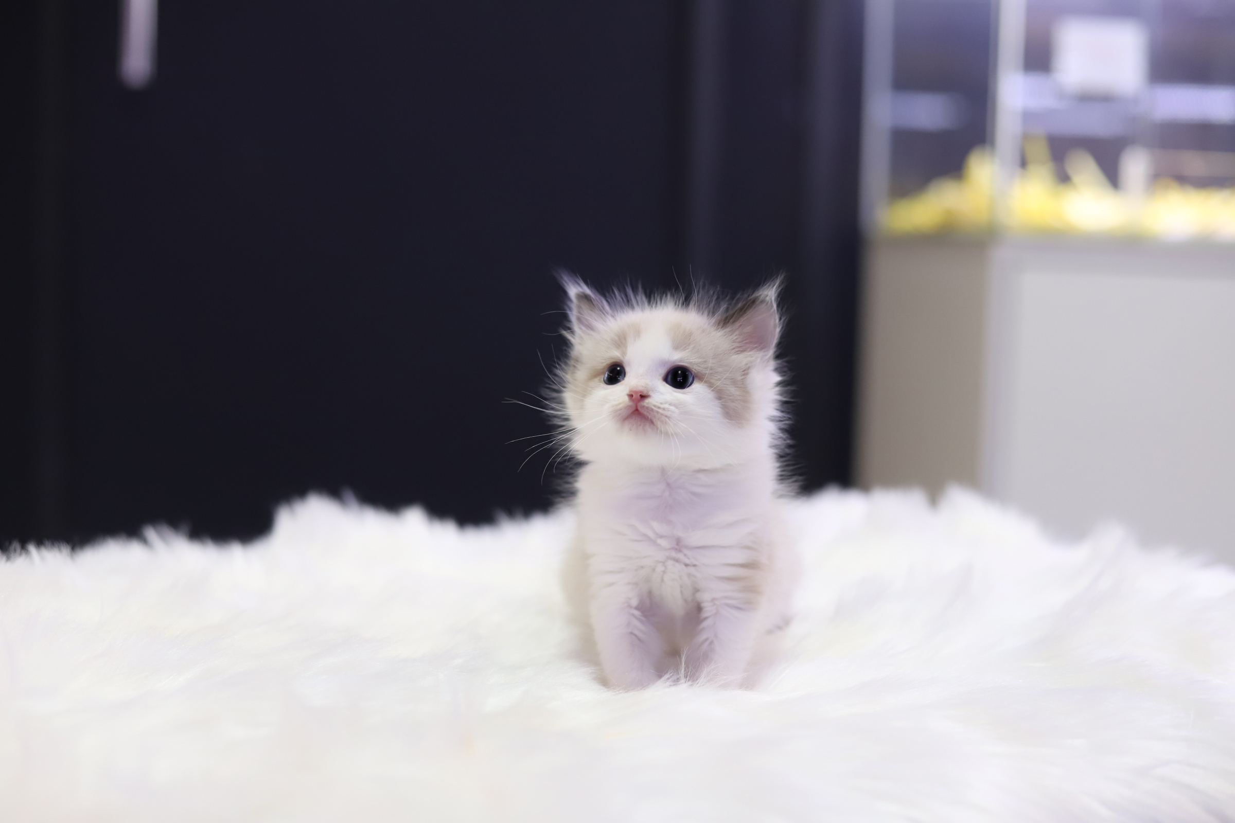 렉돌 입양합니다