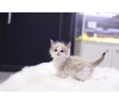 렉돌 입양합니다