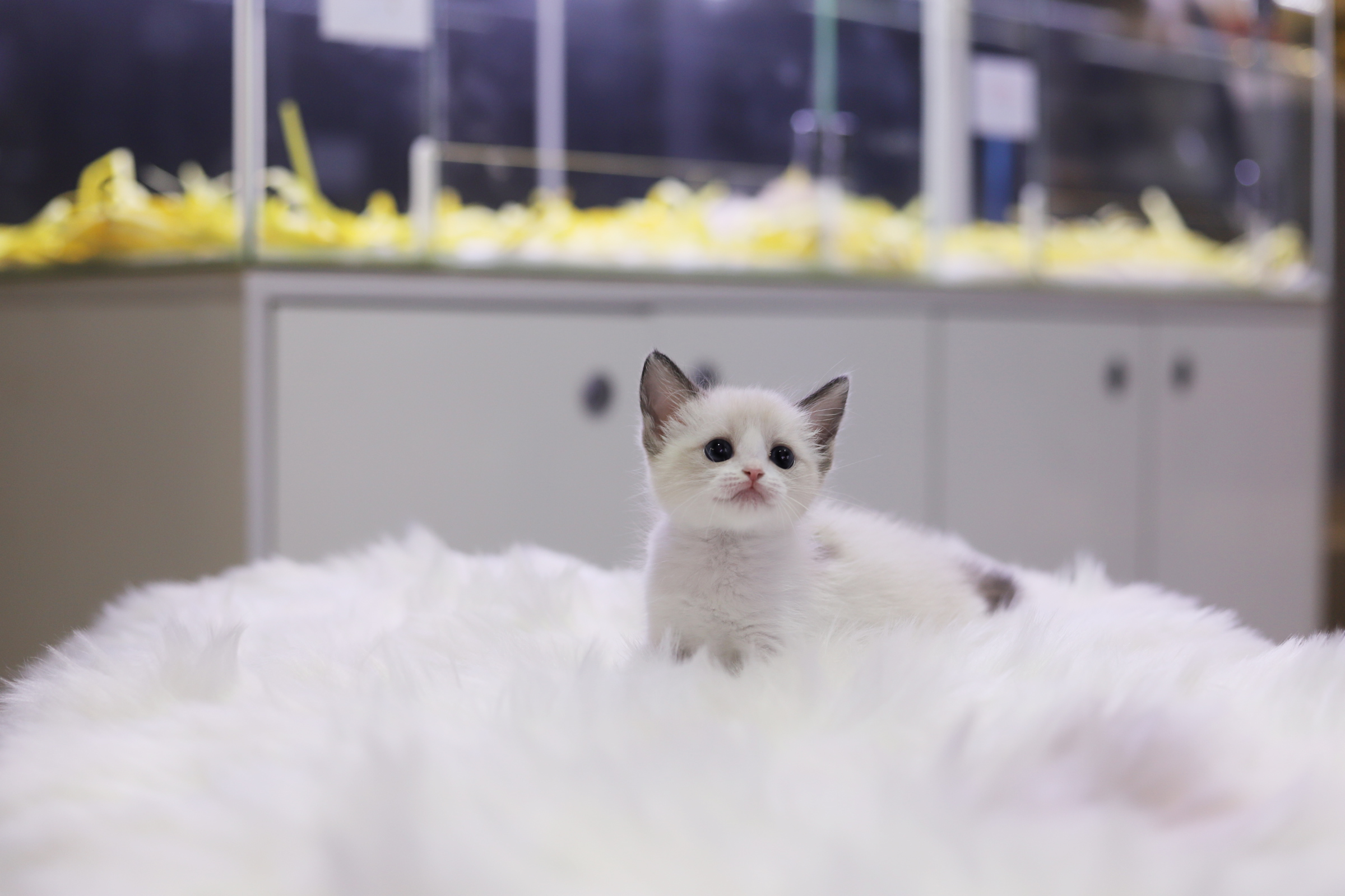 렉돌 입양합니다