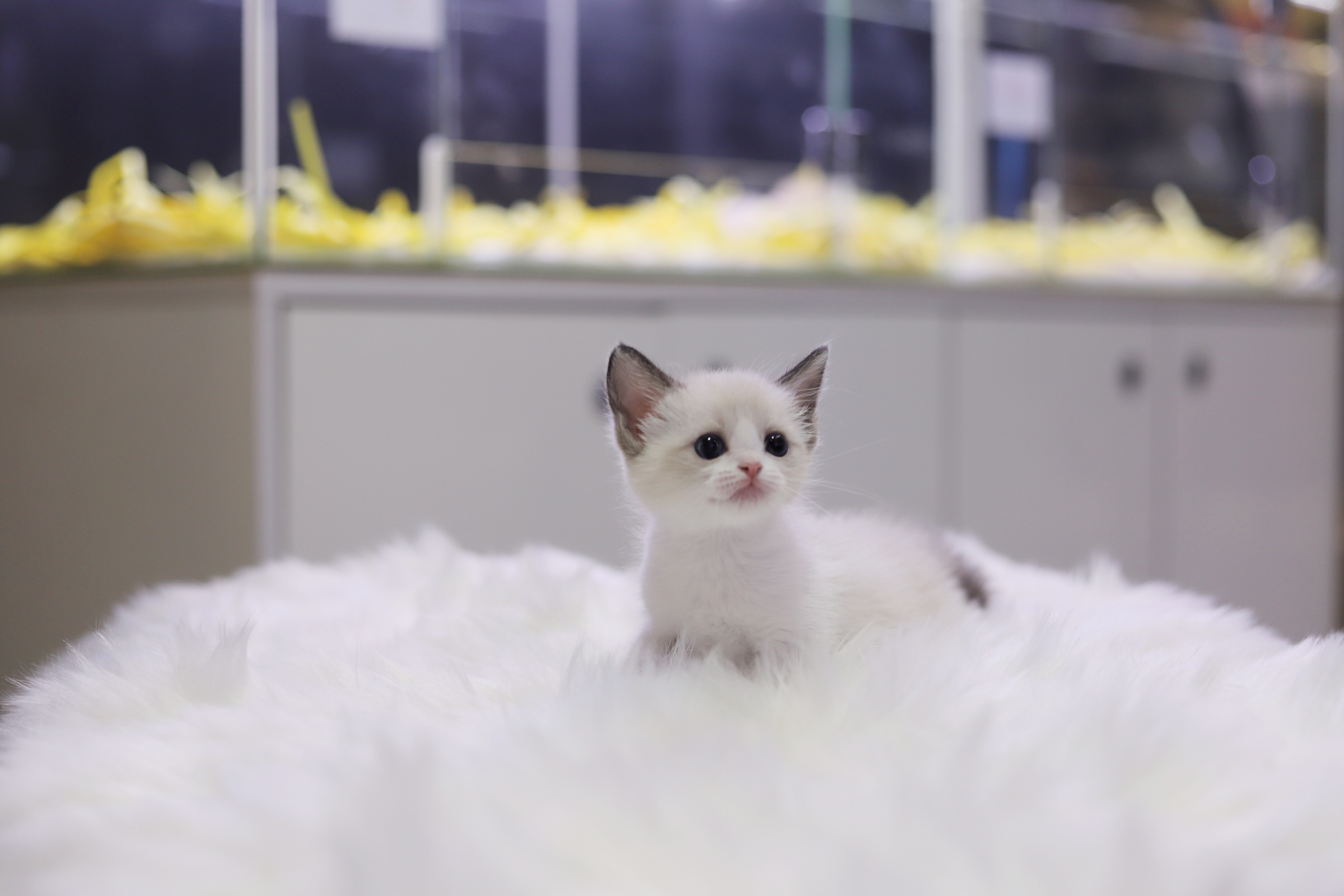 렉돌 입양합니다