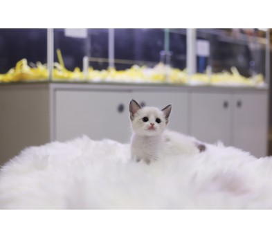 렉돌 입양합니다