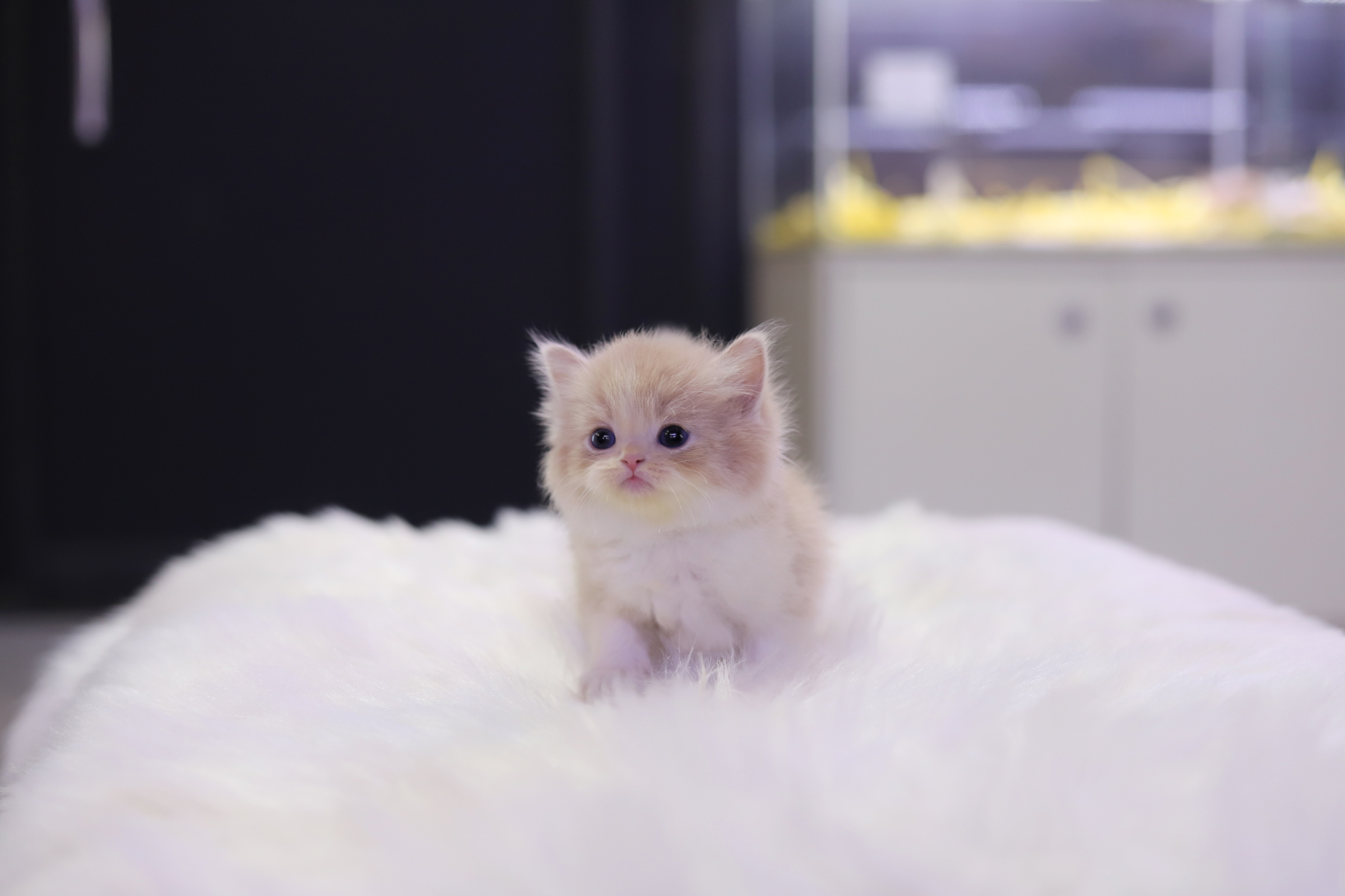 브리티쉬롱헤어 입양합니다