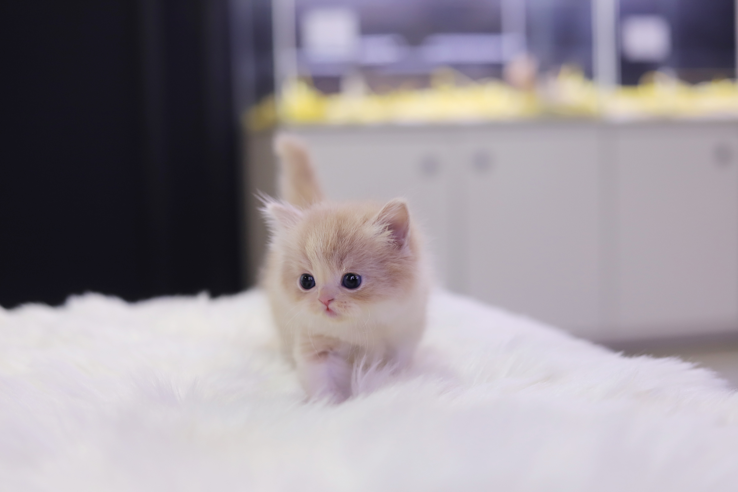 브리티쉬롱헤어 입양합니다