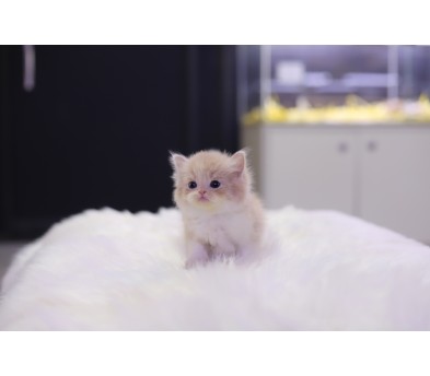 브리티쉬롱헤어 입양합니다