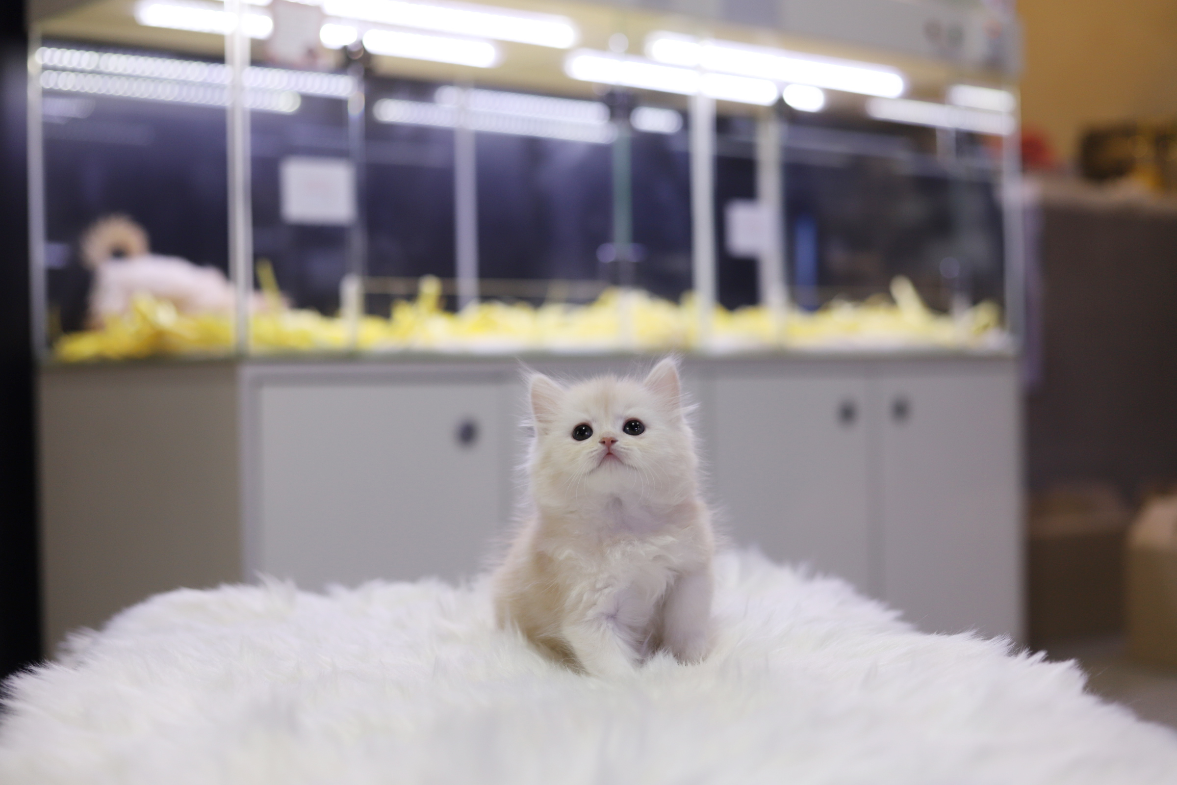 브리티쉬롱헤어 입양합니다