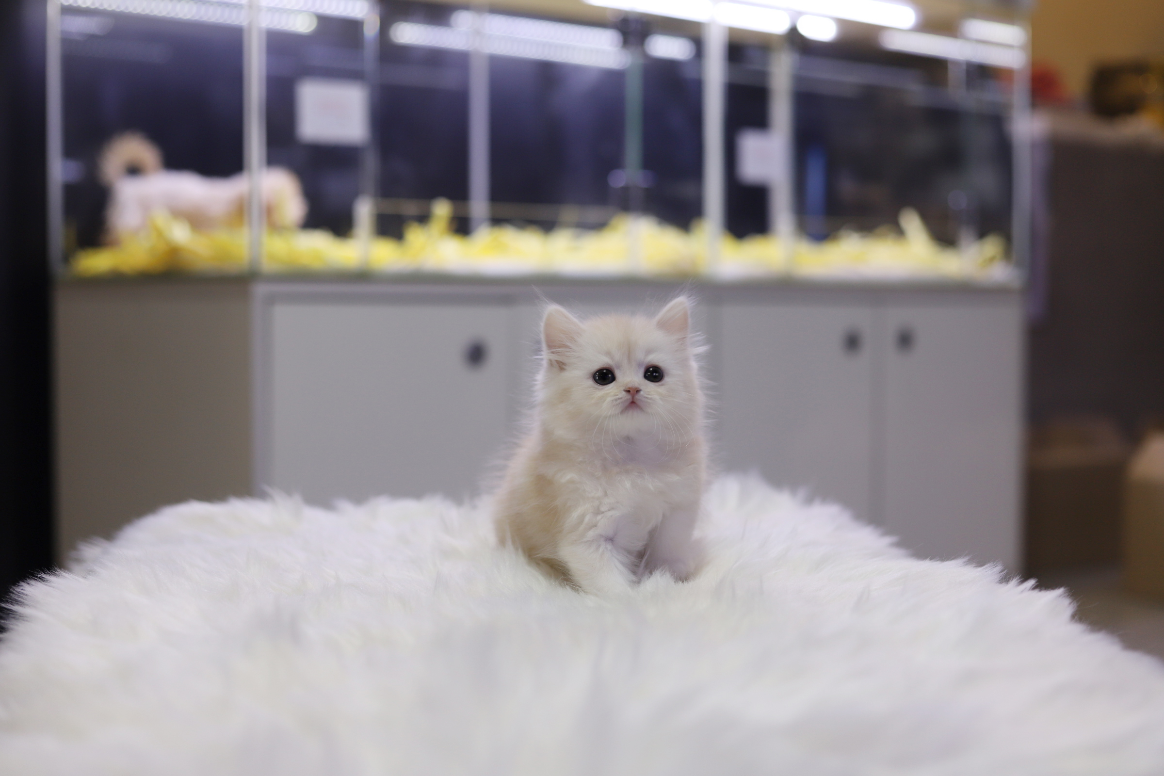 브리티쉬롱헤어 입양합니다