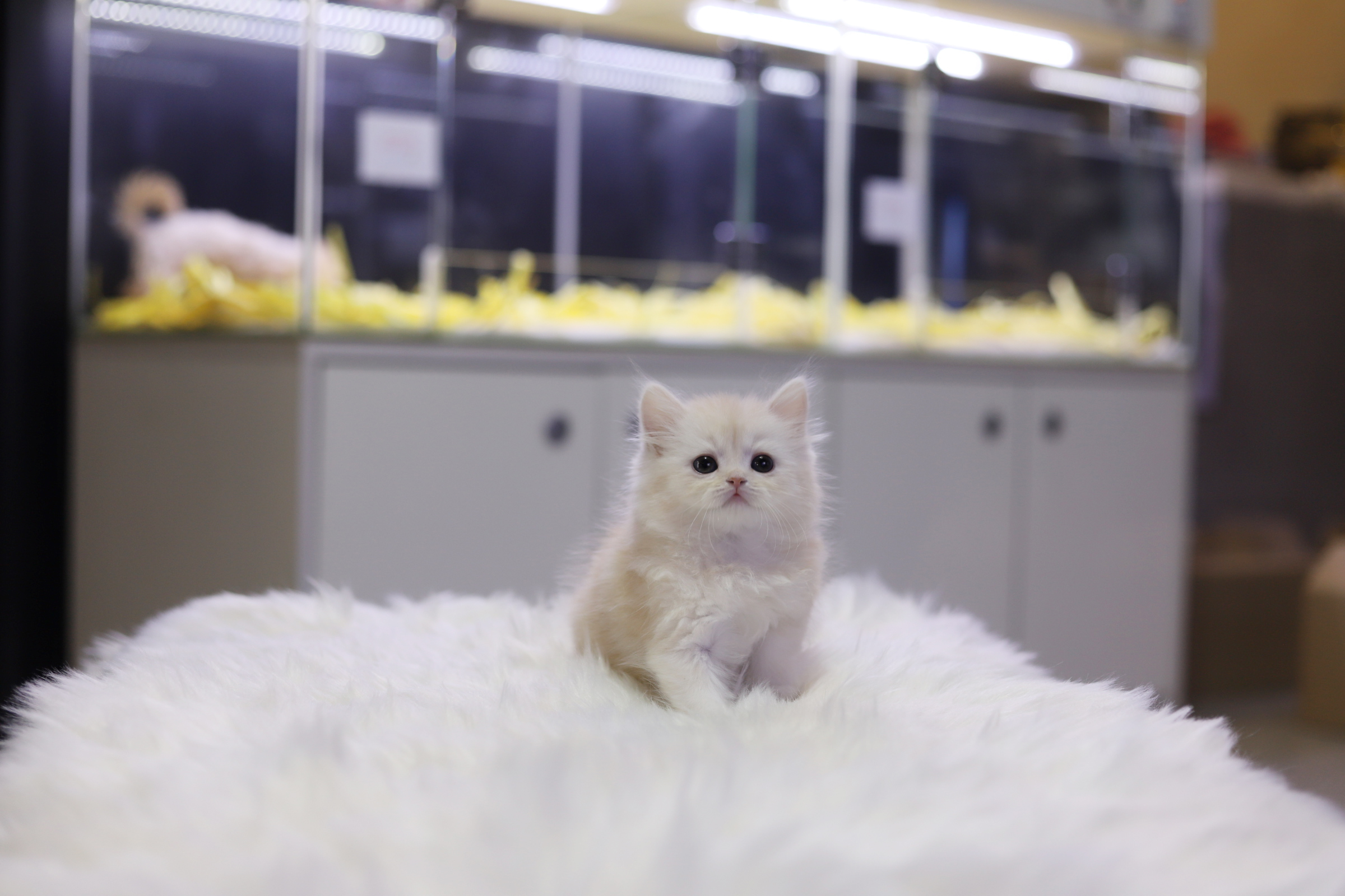 브리티쉬롱헤어 입양합니다