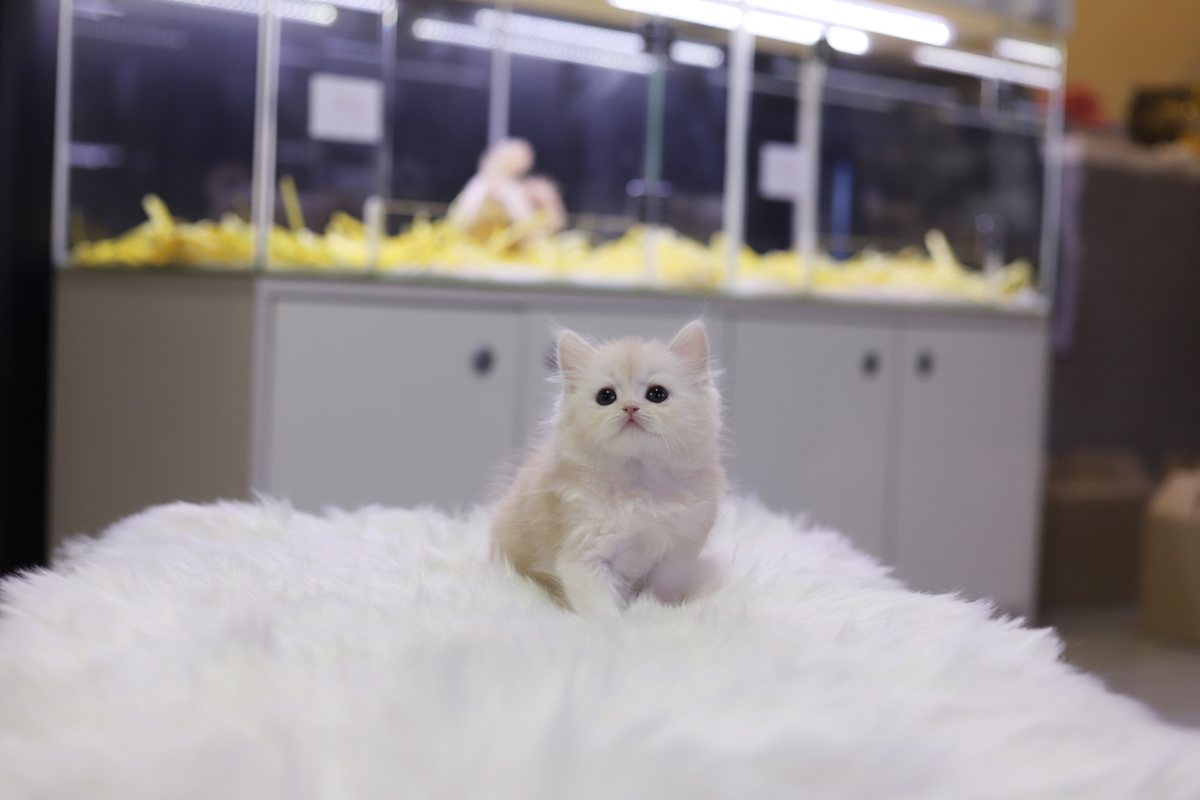 브리티쉬롱헤어 입양합니다