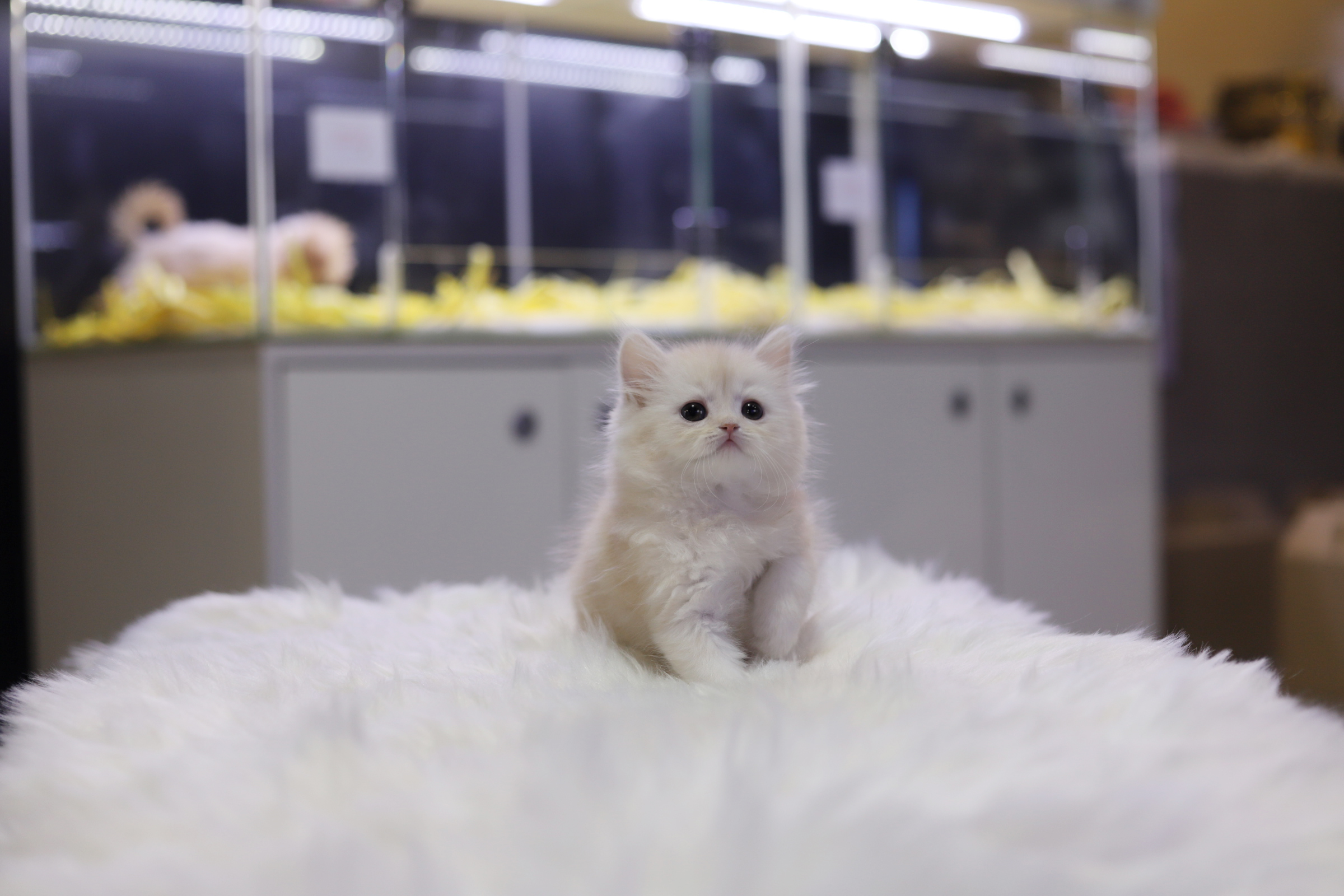 브리티쉬롱헤어 입양합니다