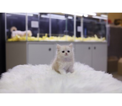 브리티쉬롱헤어 입양합니다