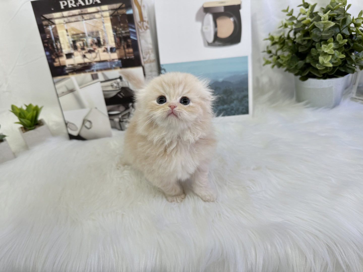 폴드 입양합니다