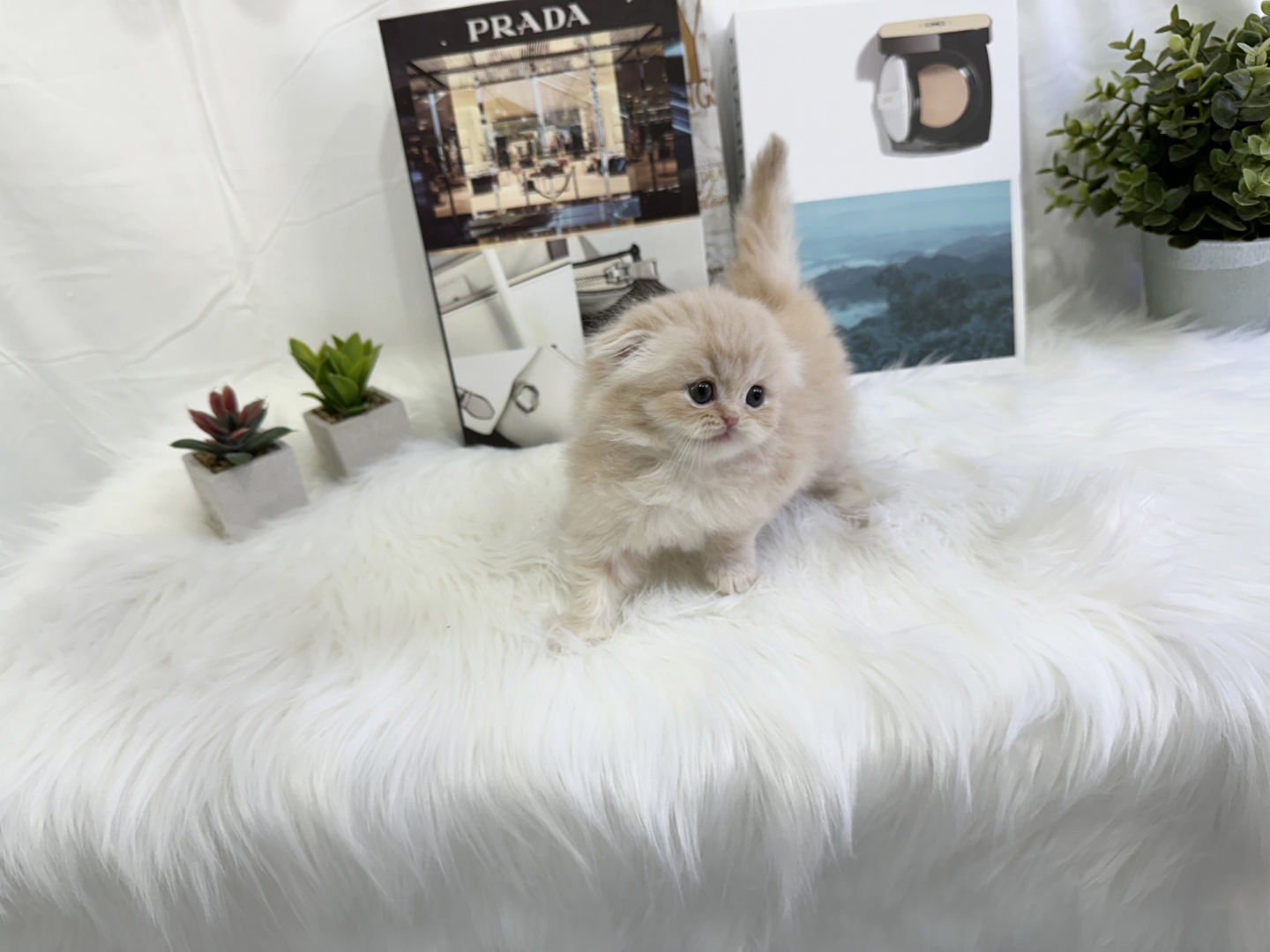 폴드 입양합니다