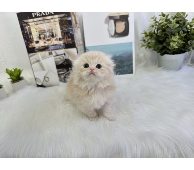 폴드 입양합니다