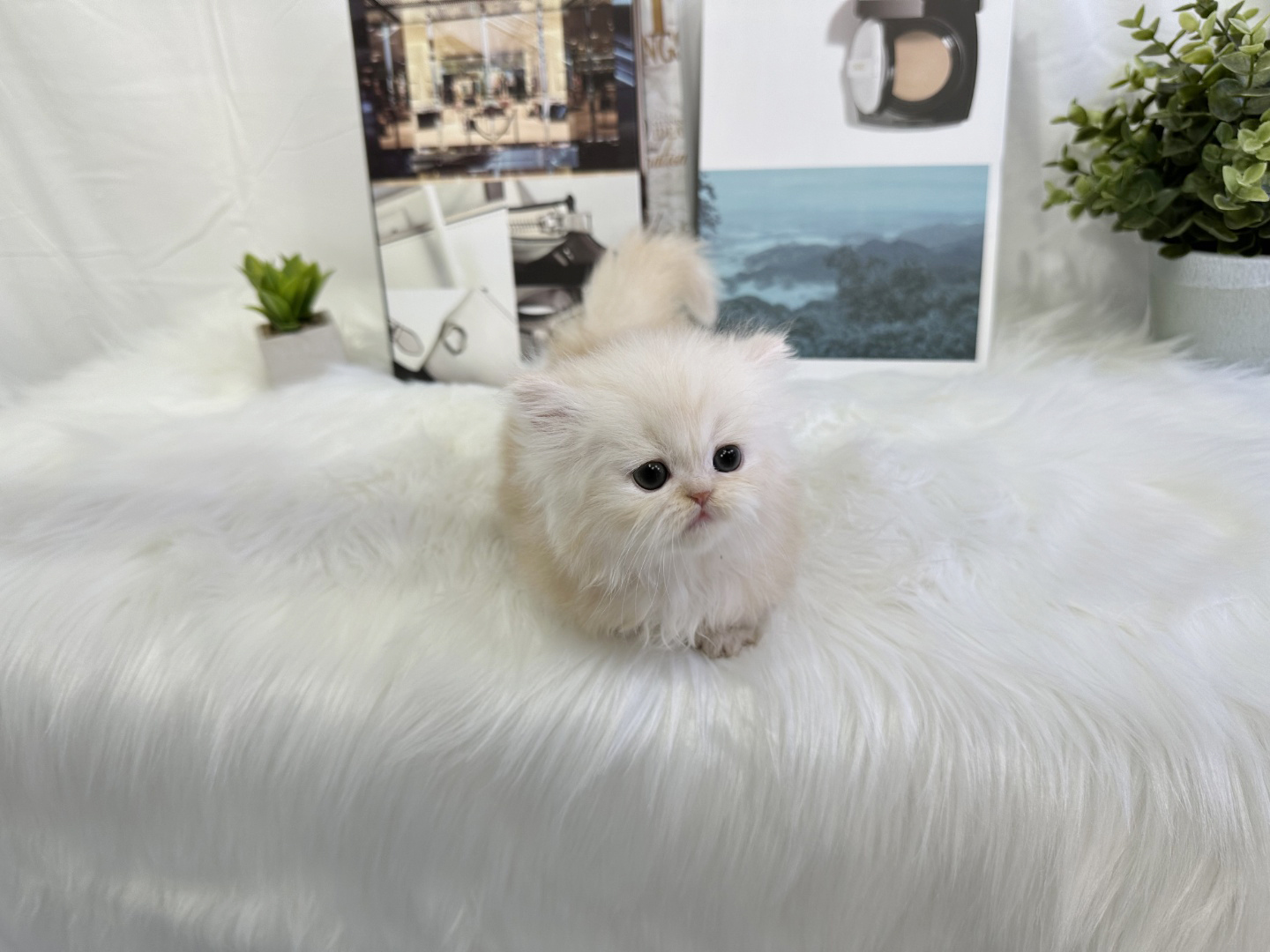 먼치킨 입양합니다