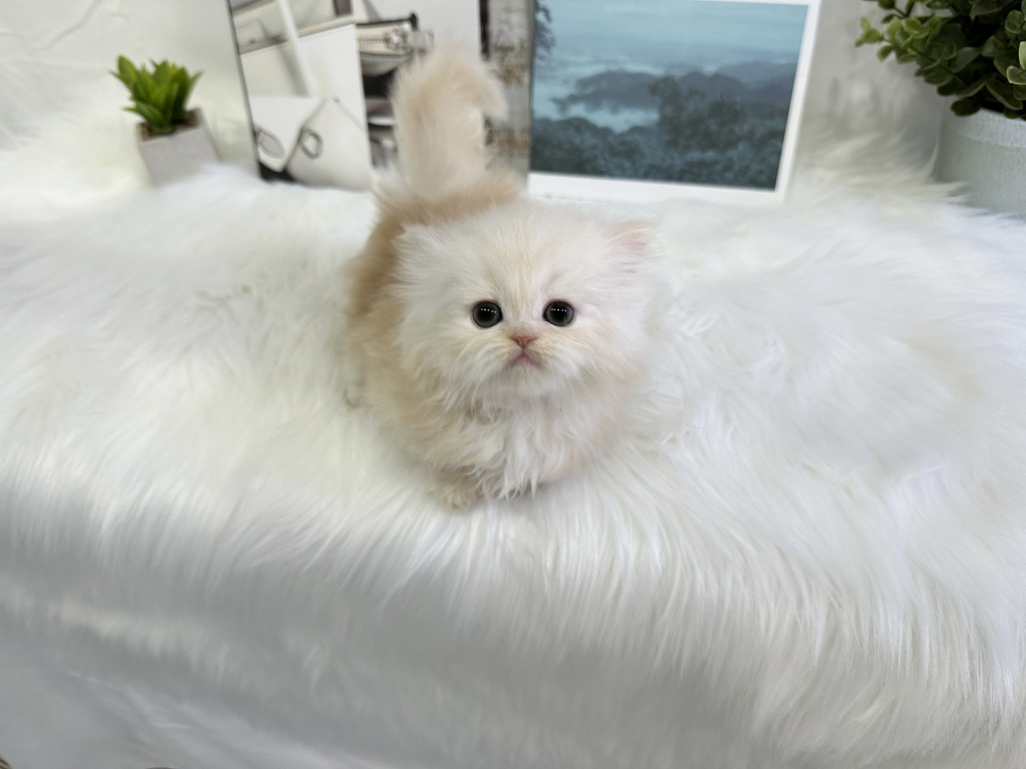 먼치킨 입양합니다