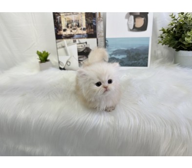 먼치킨 입양합니다