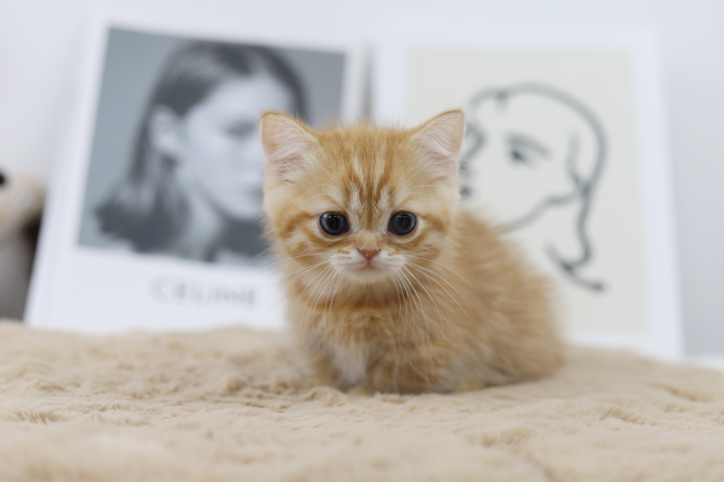 먼치킨 입양합니다