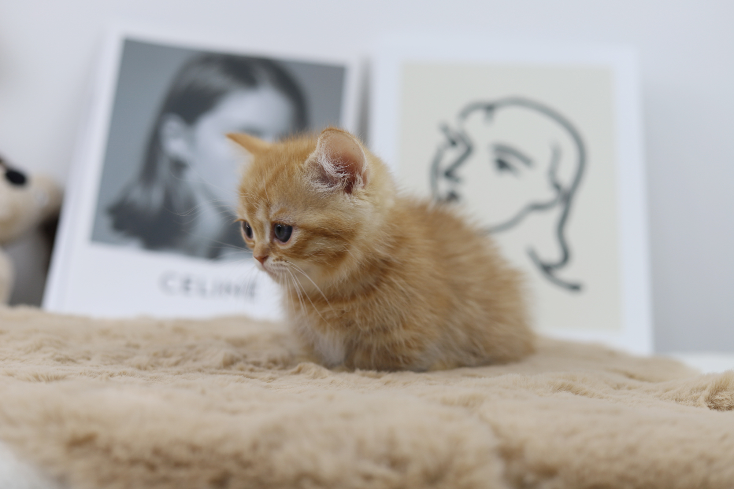 먼치킨 입양합니다