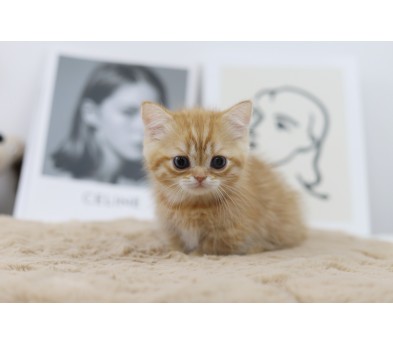 먼치킨 입양합니다