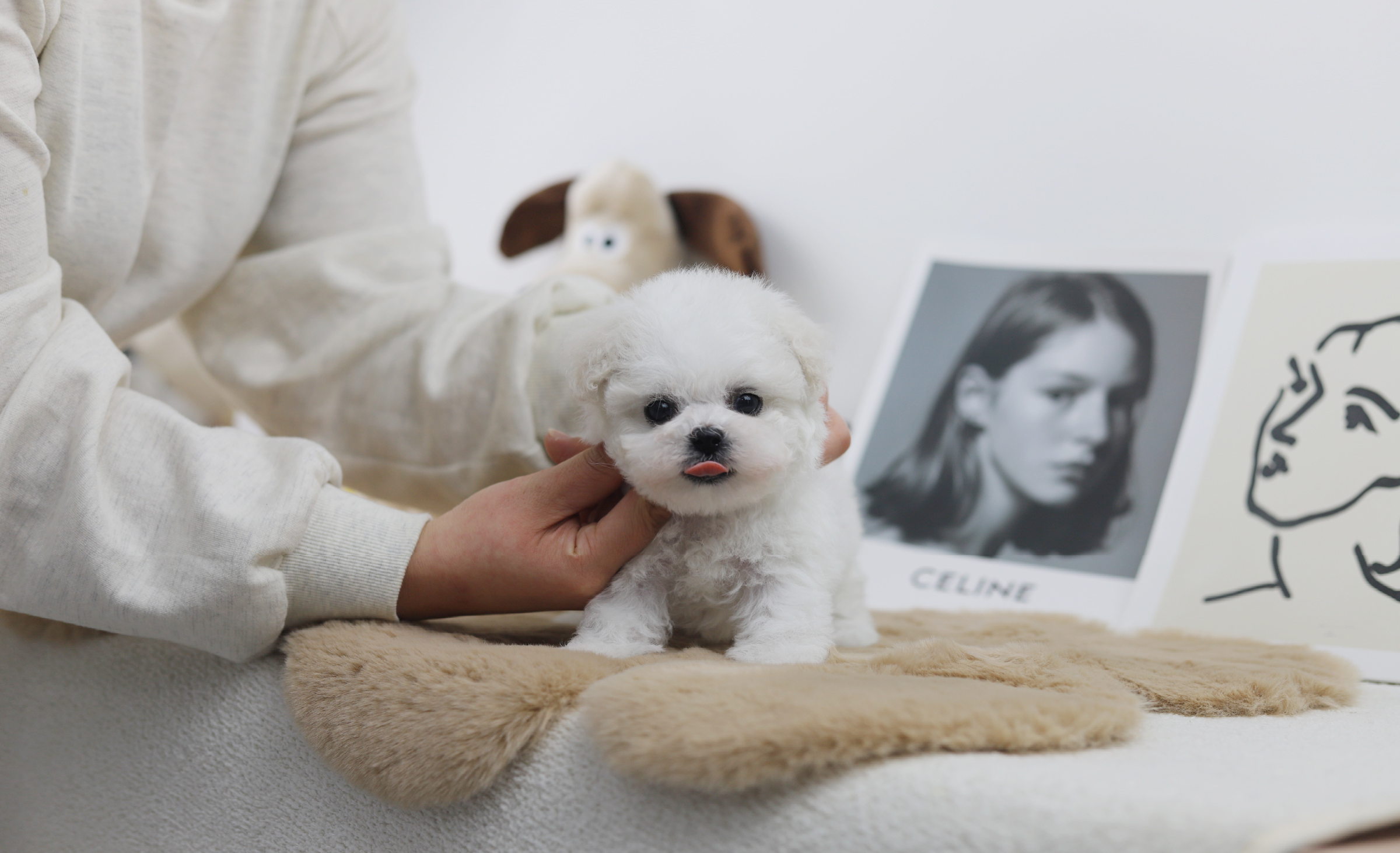 미니비숑 입양합니다