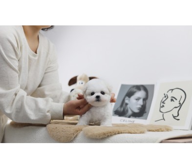 미니비숑 입양합니다